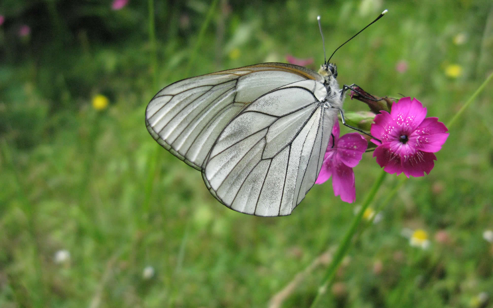 Butterfly, Zagori region, Epirus, Greece